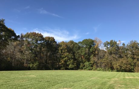 Green space surrounded by trees